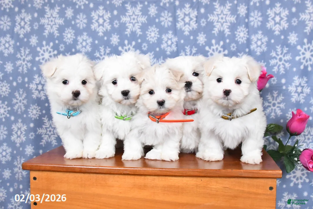 Maltese dogs for sale: Lucky - Ad 3