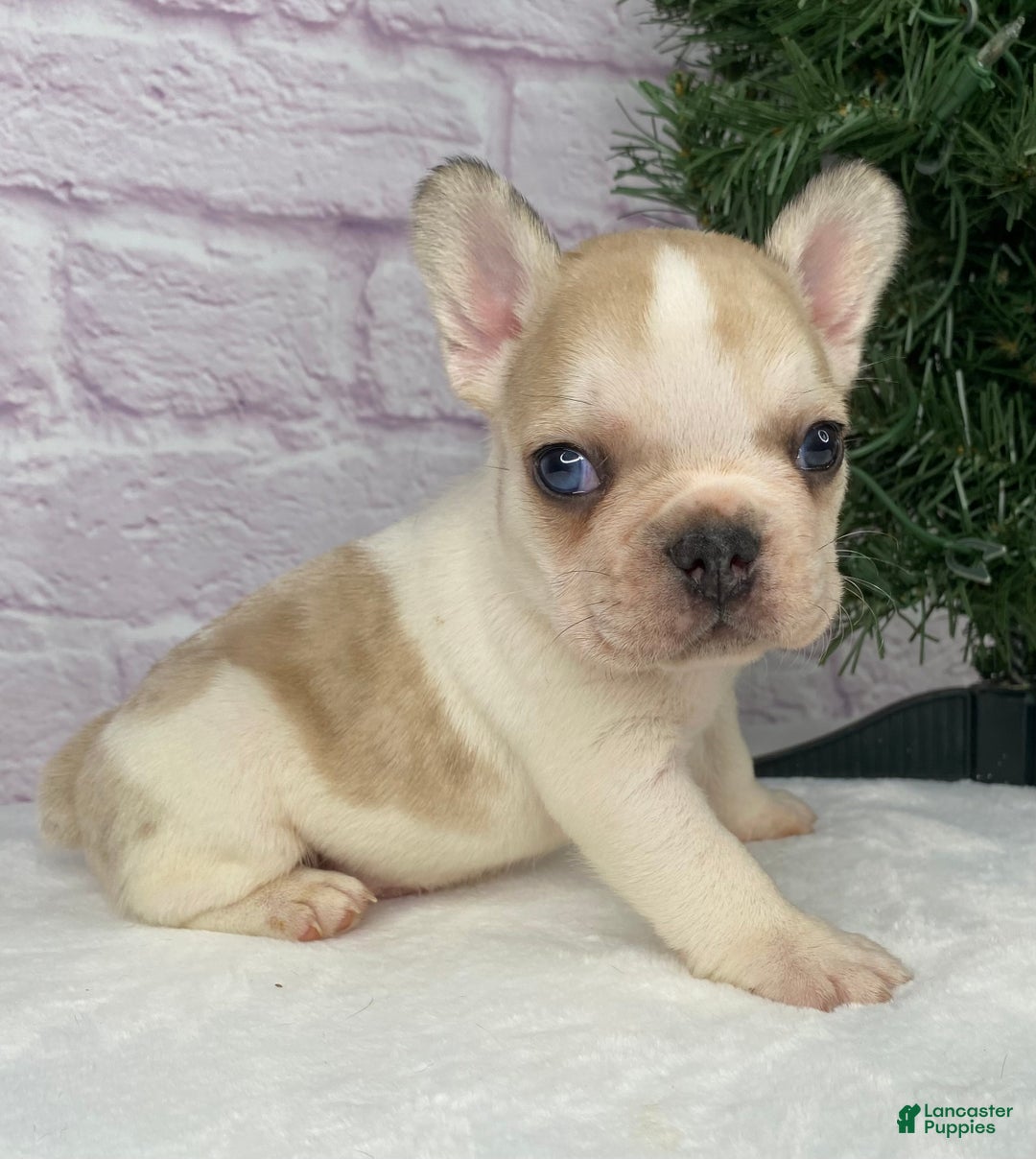 French Bulldog dogs for sale: Rambo  - Ad 1