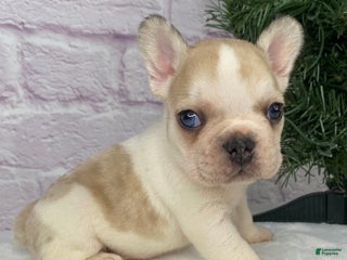 French Bulldog dogs Rambo - Ad 1