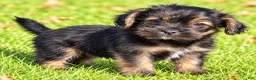 Shihpoo dogs for sale: Penny - Ad 2