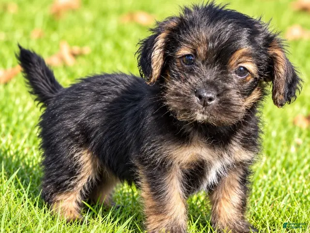 Shihpoo dogs Penny - Ad 2