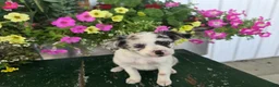 Chihuahua dogs for sale: Beauty  - Ad 3