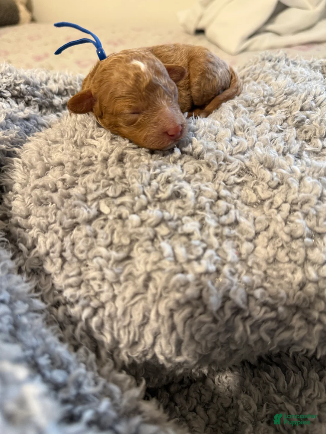 Miniature Poodle dogs for sale: Wave - Ad 1
