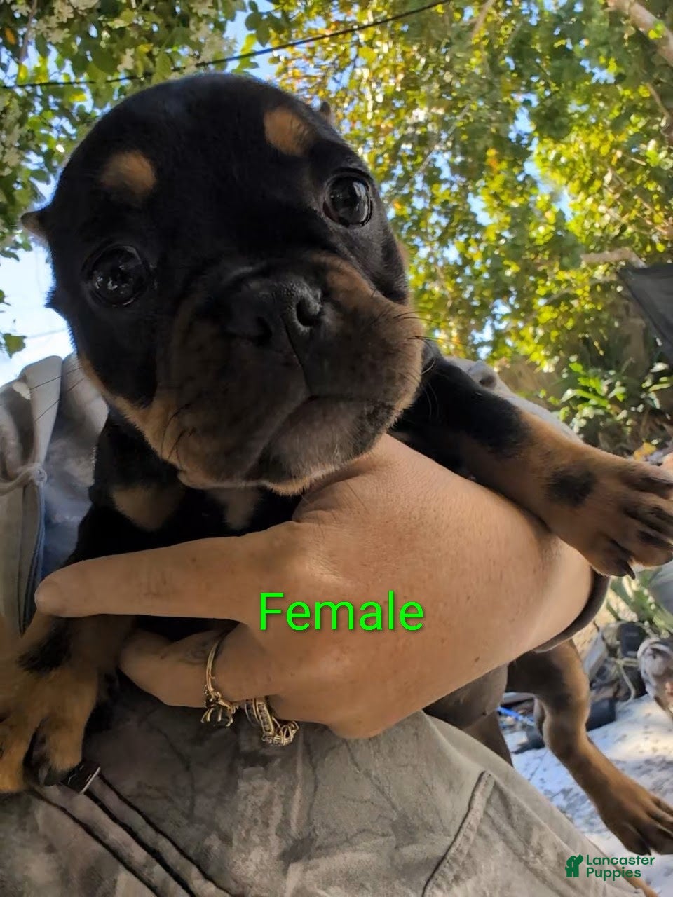 Mixed Breed dogs Mixed Breed Puppy 2 - Ad 1