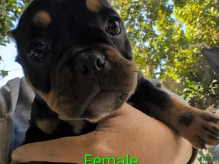 Mixed Breed dogs for sale: Mixed Breed Puppy 2 - Ad 1