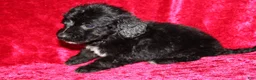 Doxiepoo dogs for sale: Doxiepoo Chase - Ad 7