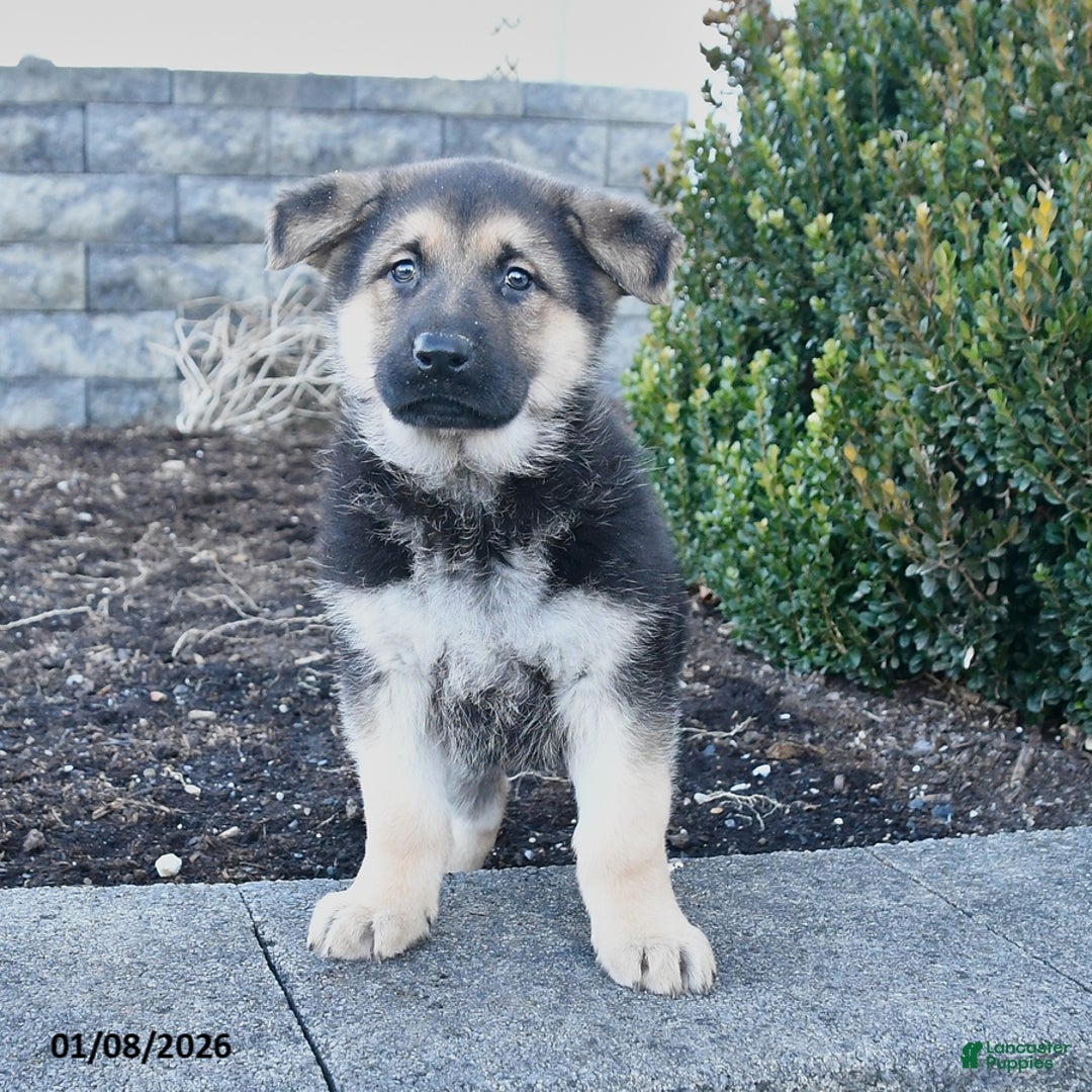 German Shepherd dogs for sale: Gypsy - Ad 3