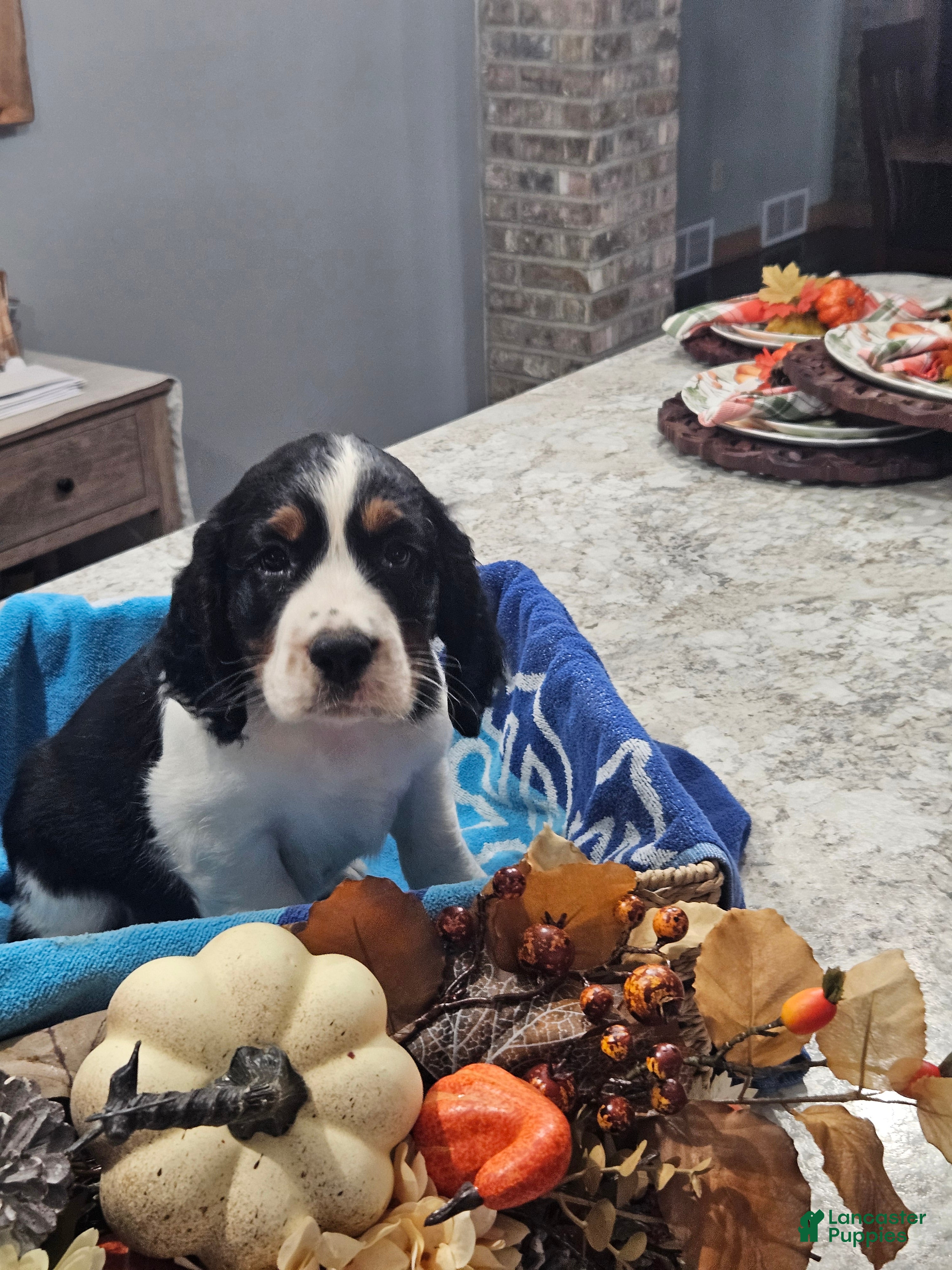 English Springer Spaniel dogs English Springer Spaniel 9 - Ad 1