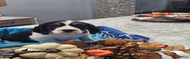 English Springer Spaniel 9
