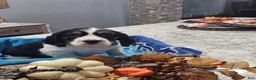 English Springer Spaniel dogs for sale: English Springer Spaniel 9 - Ad 1