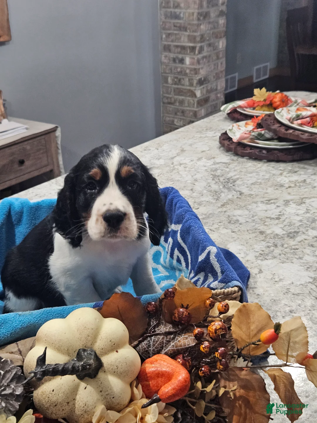 English Springer Spaniel dogs for sale: English Springer Spaniel 9 - Ad 1
