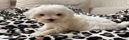 Maltipoo dogs for sale: Snow - Ad 8