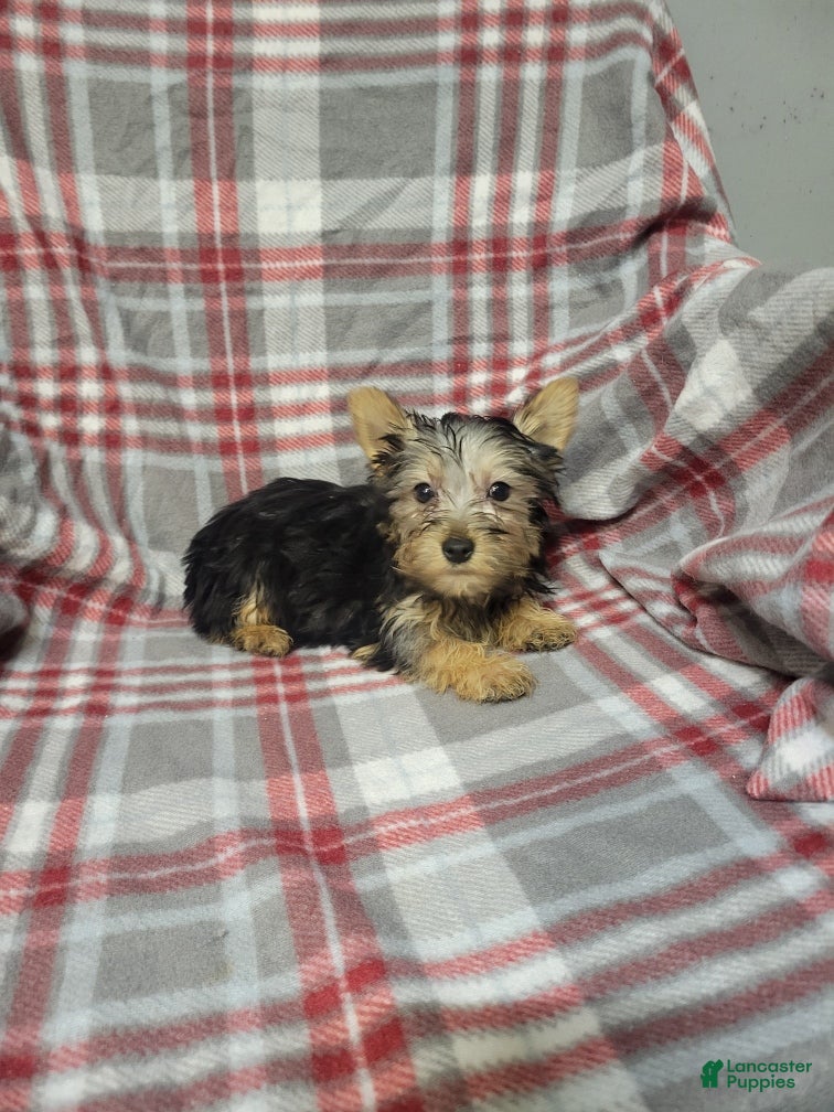 Silky Terrier dogs Bentley - Ad 2