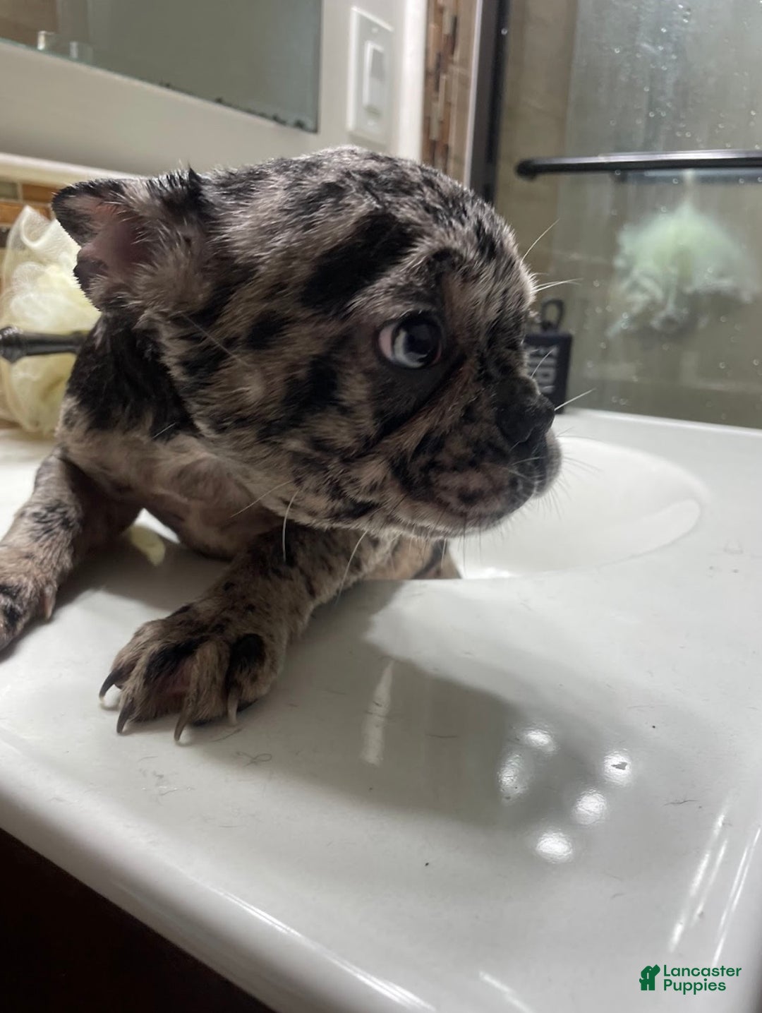 French Bulldog dogs for sale: Joker - Ad 2