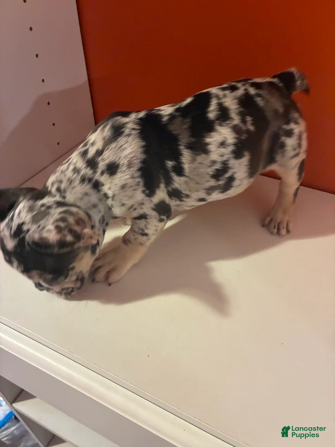 French Bulldog dogs for sale: Bruno - Ad 2