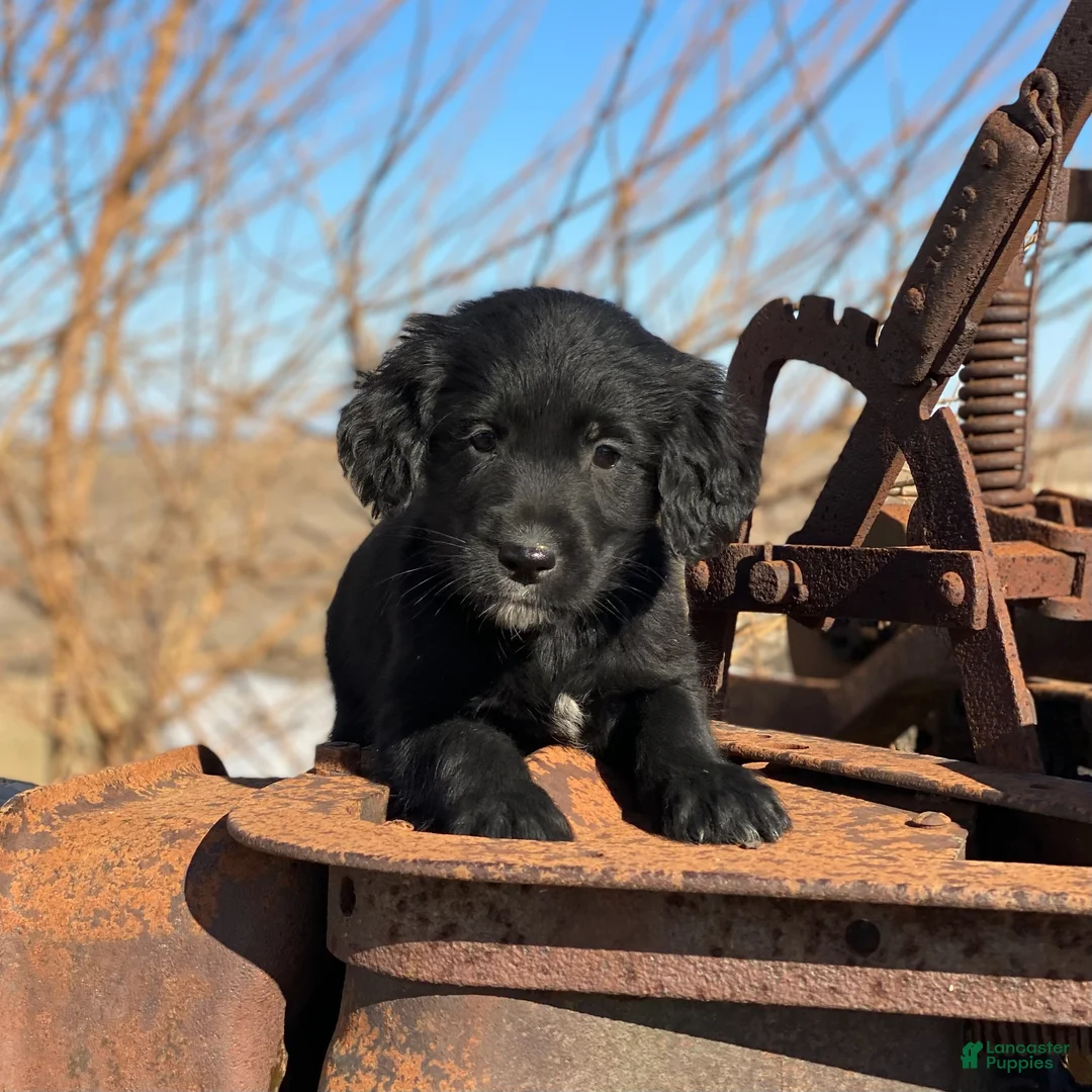 Mixed Breed dogs for sale: Max - Ad 3