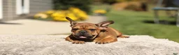 French Bulldog dogs for sale: Otto – Fawn Brindle - Ad 5