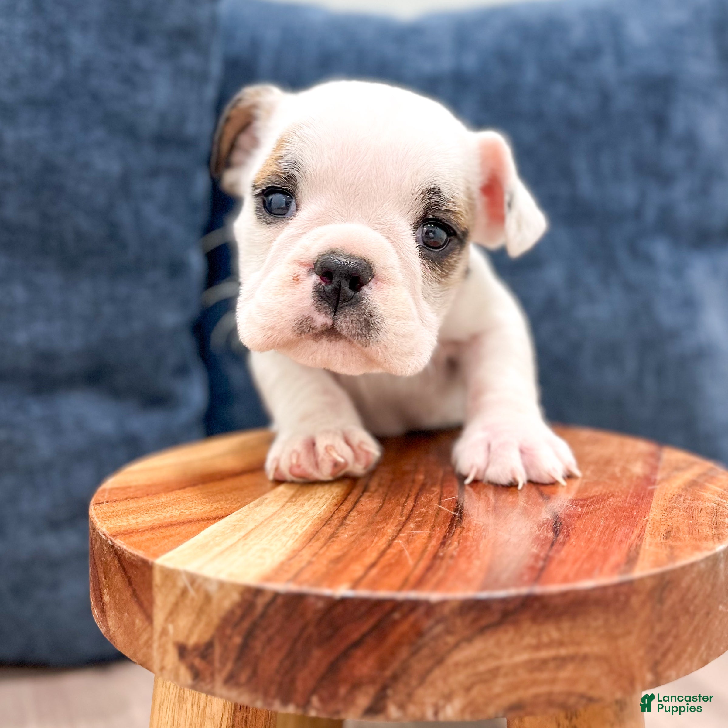 Beabull dogs Tootsie - Ad 2