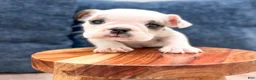 Beabull dogs for sale: Tootsie - Ad 2
