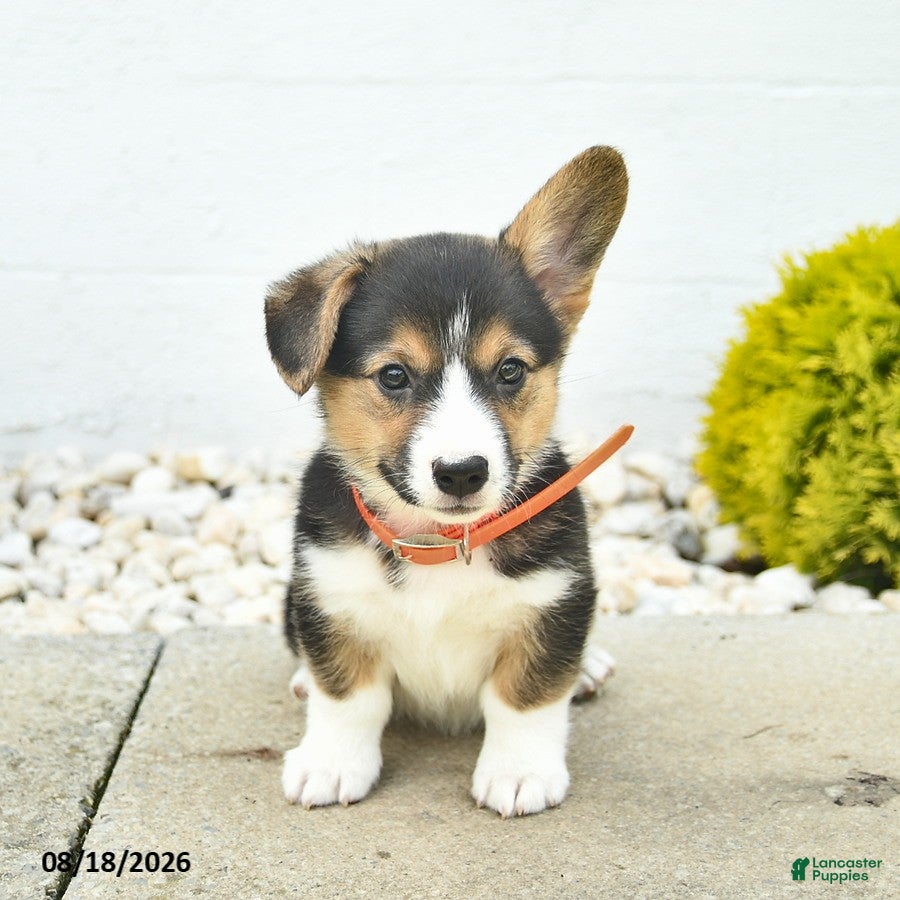 Welsh Corgi Pembroke dogs Blossom  - Ad 2