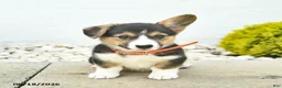 Welsh Corgi Pembroke dogs for sale: Blossom  - Ad 2