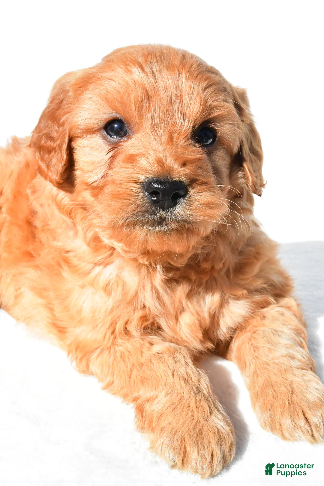 Mini Goldendoodle dogs for sale: Bentley - Ad 2