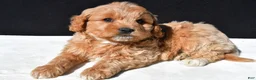 Mini Goldendoodle dogs for sale: Cooper - Ad 6