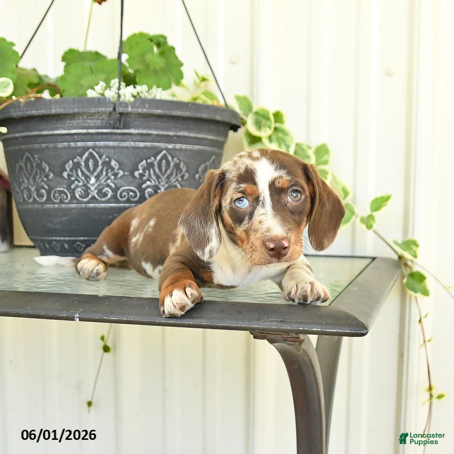 Dachshund dogs for sale: Lilac - Ad 5