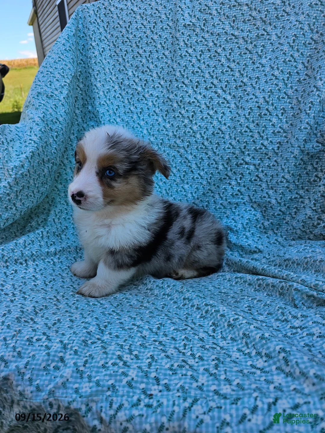Welsh Corgi Pembroke dogs for sale: Seth - Ad 3