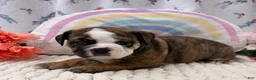 English Bulldog dogs for sale: Lance - Ad 4