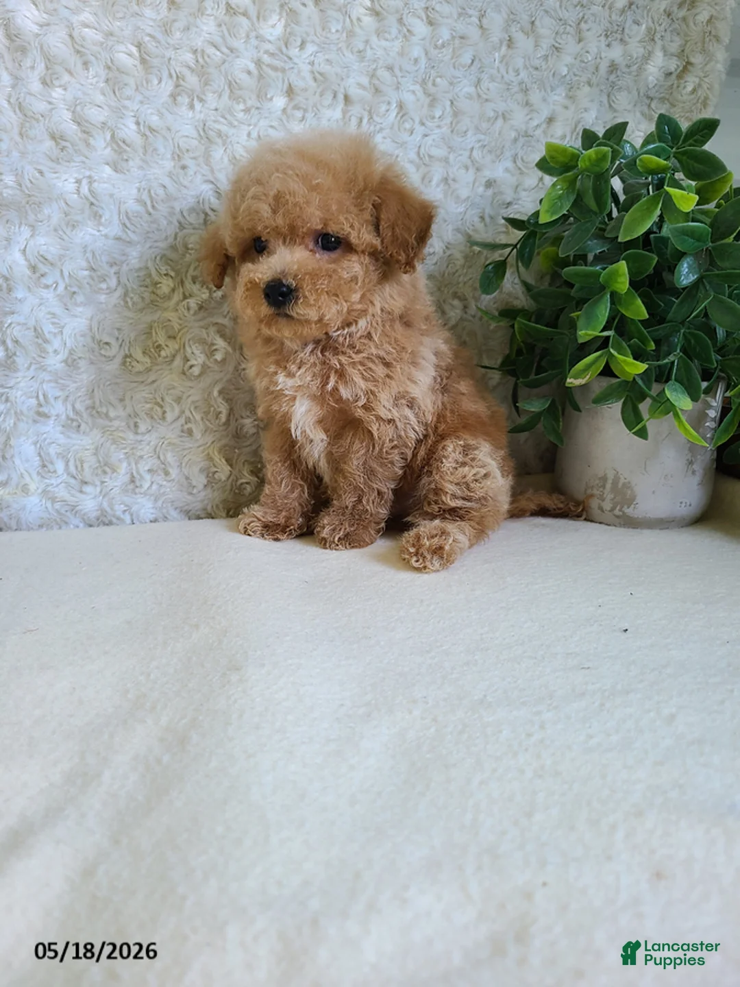 Bichpoo dogs for sale: Pebbles - Ad 2