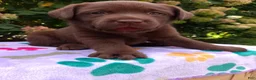 Labrador Retriever dogs for sale: Nova  - Ad 10