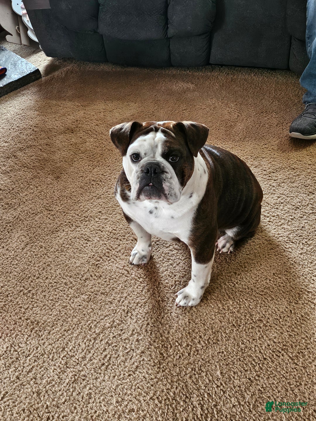 English Bulldog dogs for sale: English Bulldog Puppy 3 - Ad 3