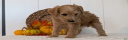 Schnoodle dogs for sale: Rosy - Ad 9