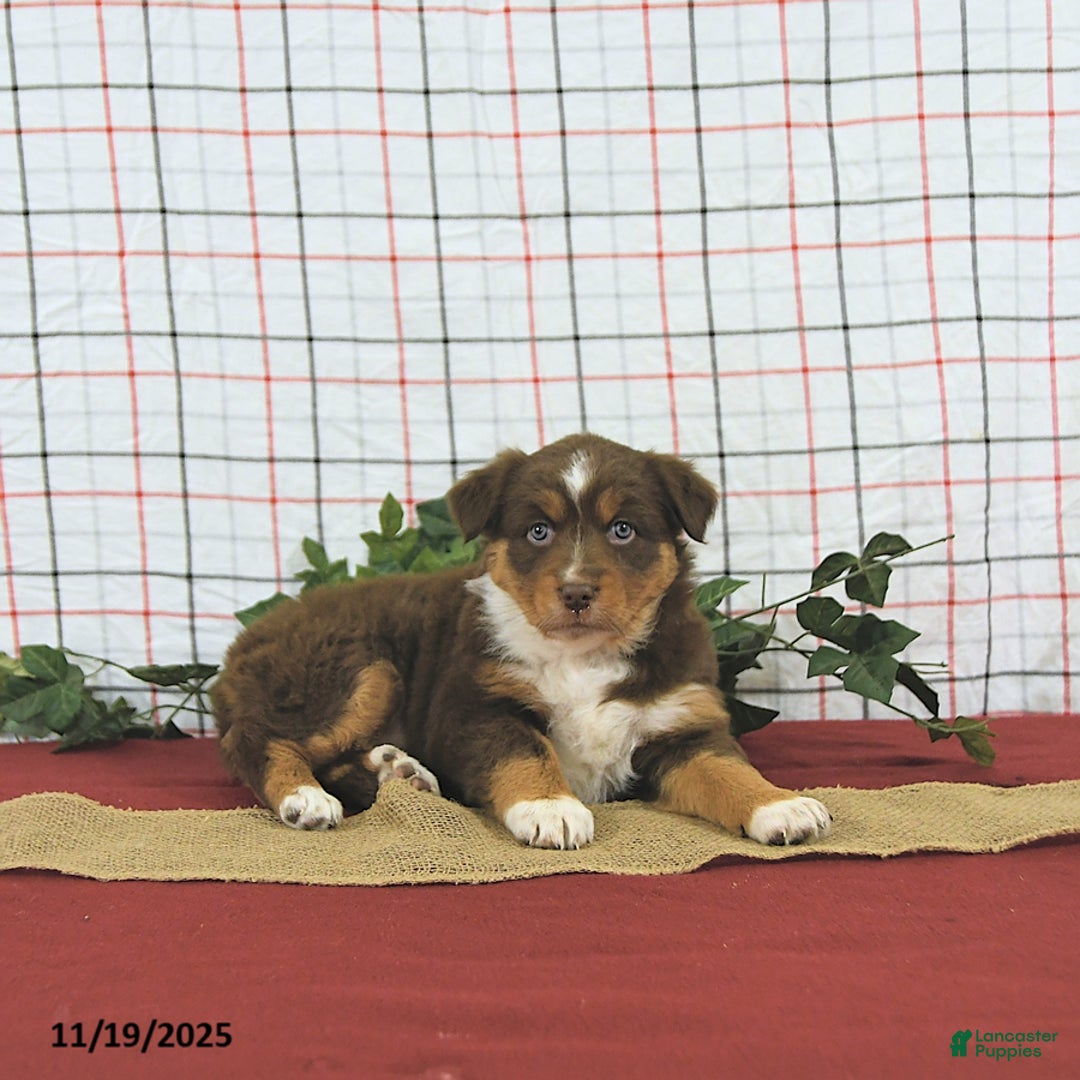 Australian Shepherd dogs for sale: Tinsel - Ad 9