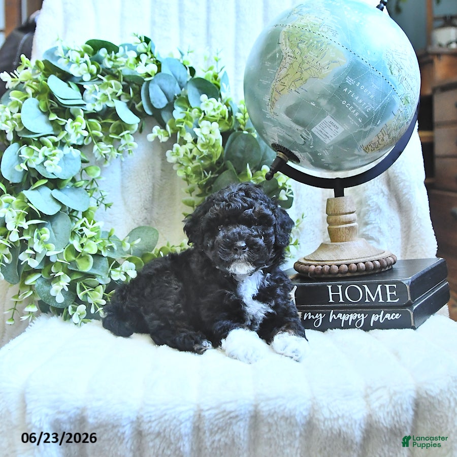 Miniature Poodle dogs Derby - Ad 2