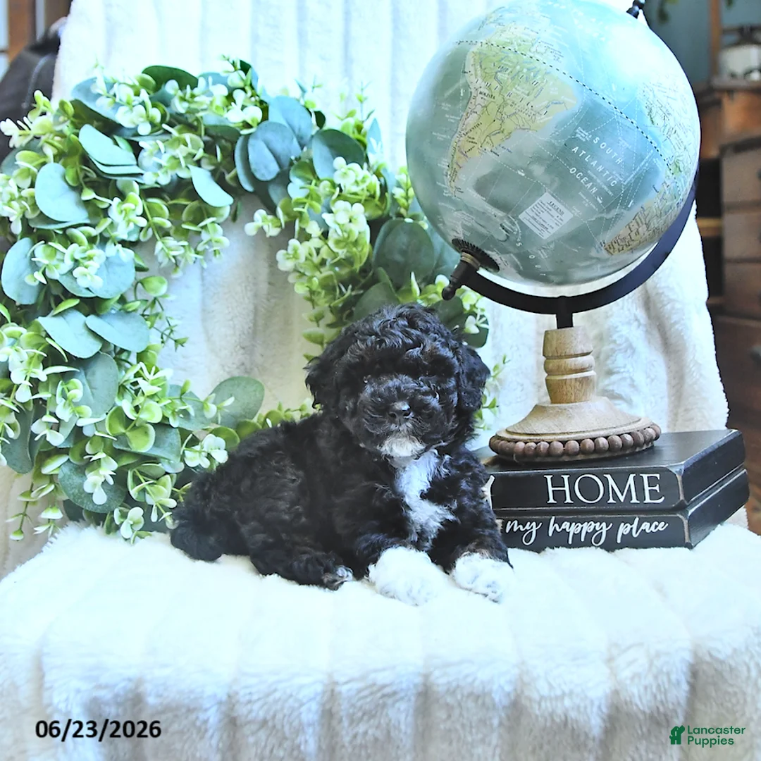 Miniature Poodle dogs for sale: Derby - Ad 2