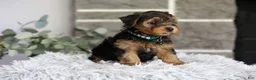 Yorkiepoo dogs for sale: Bentley - Ad 8