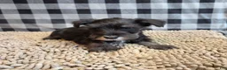 Miniature Schnauzer dogs for sale: Sam - Ad 2