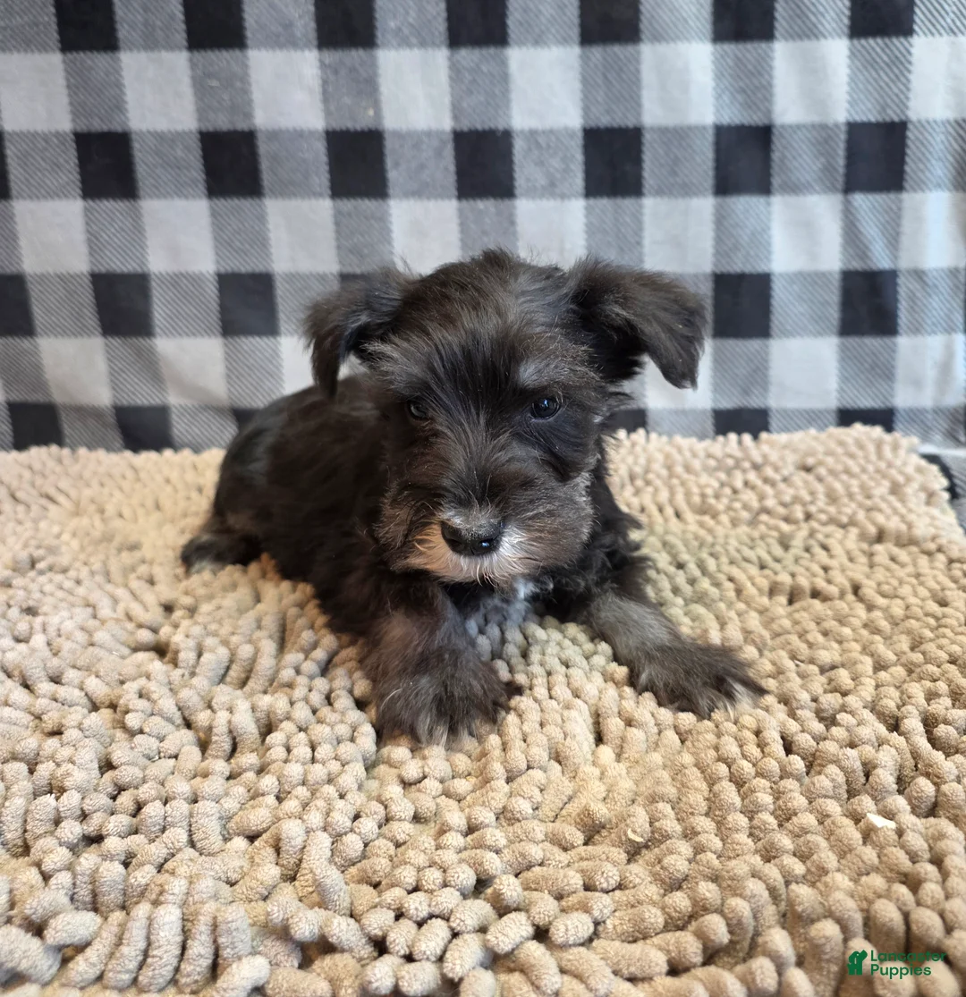 Miniature Schnauzer dogs for sale: Sam - Ad 2