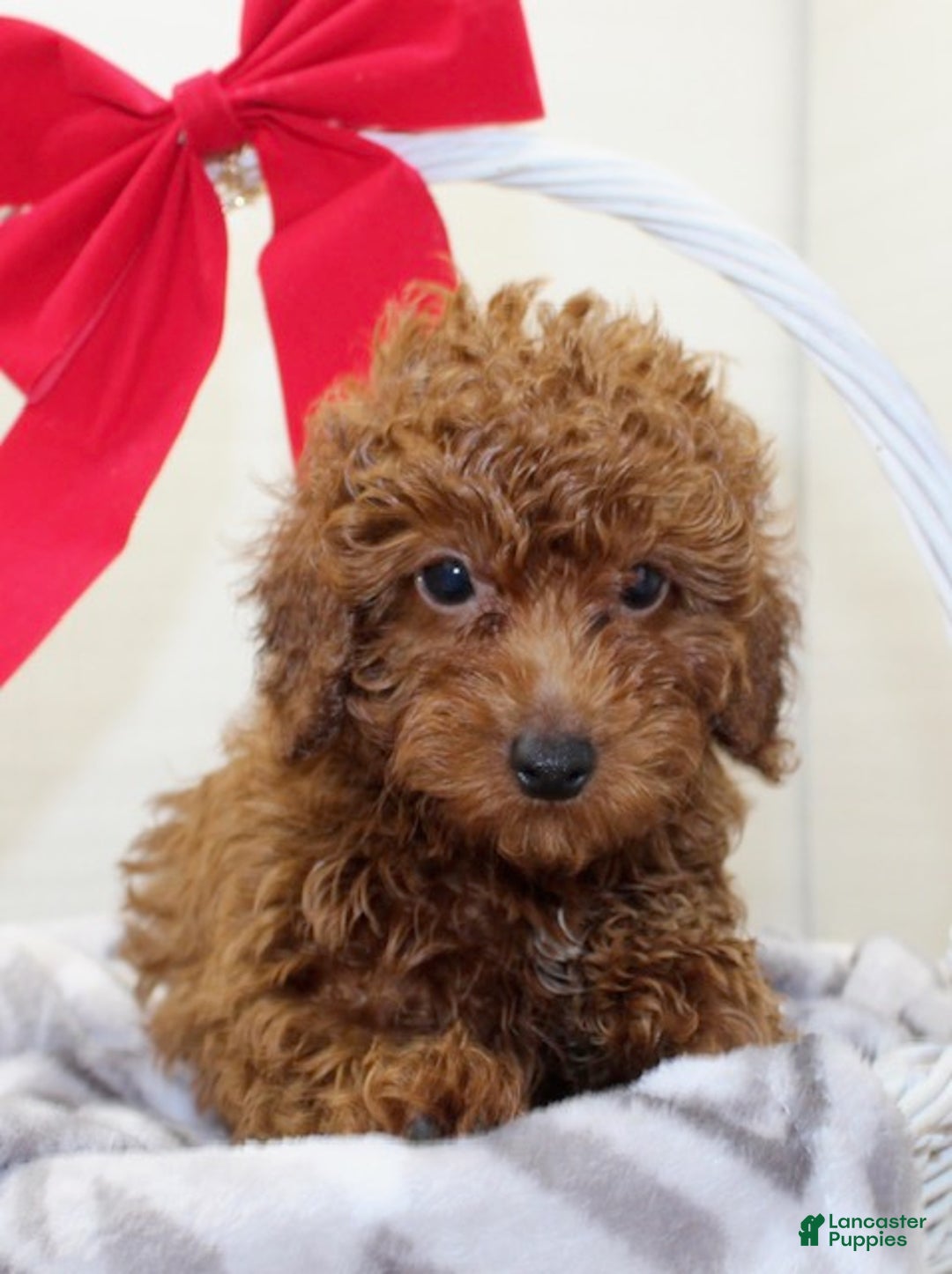 Miniature Poodle dogs for sale: Murphy - Ad 3