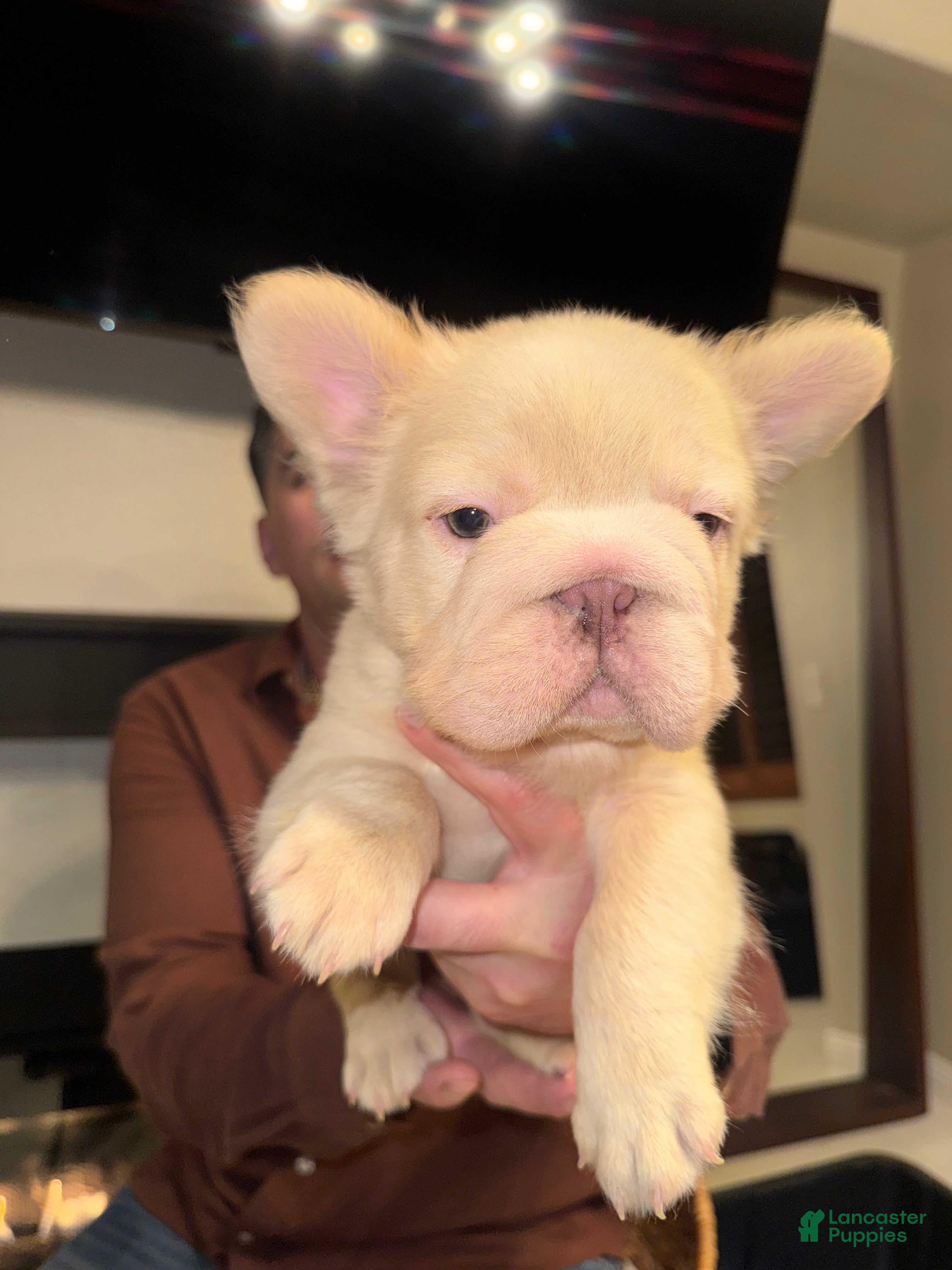 French Bulldog dogs Gatsby - Ad 2