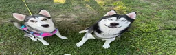 Siberian Husky dogs for sale: Tina  - Ad 2