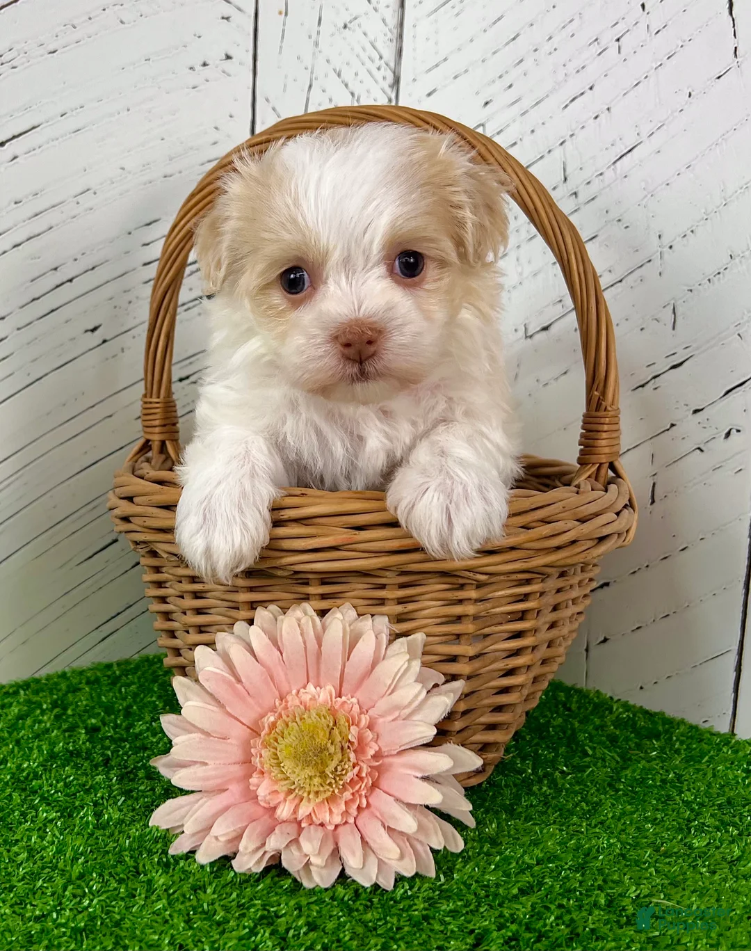 Havanese dogs for sale: Binky - Ad 2