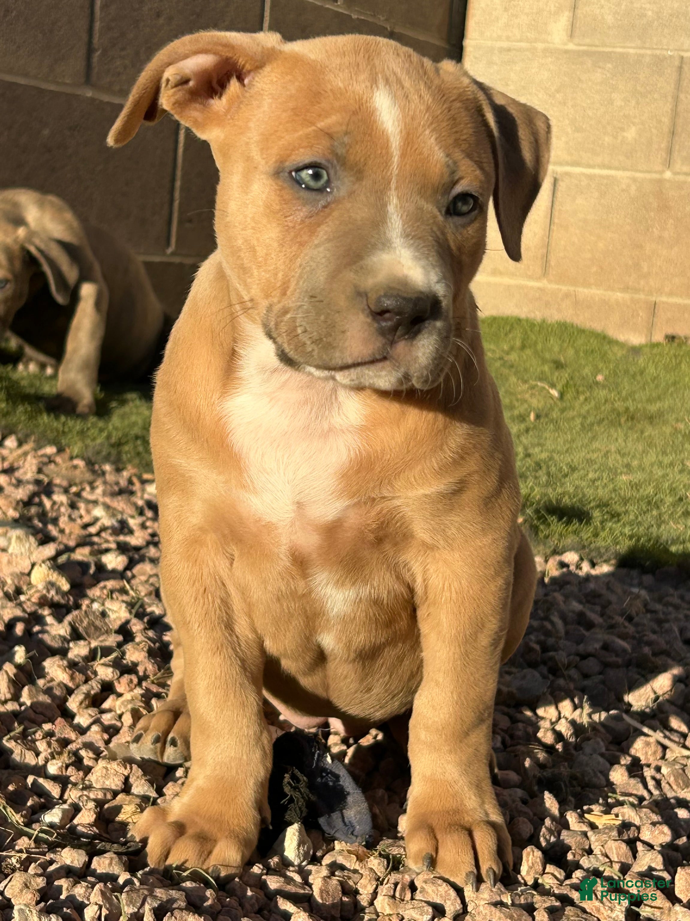 American Bully dogs JADE - Ad 1