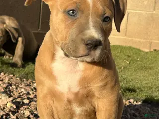 American Bully dogs JADE - Ad 1