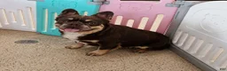 Frenchton dogs for sale: Brady - Ad 7