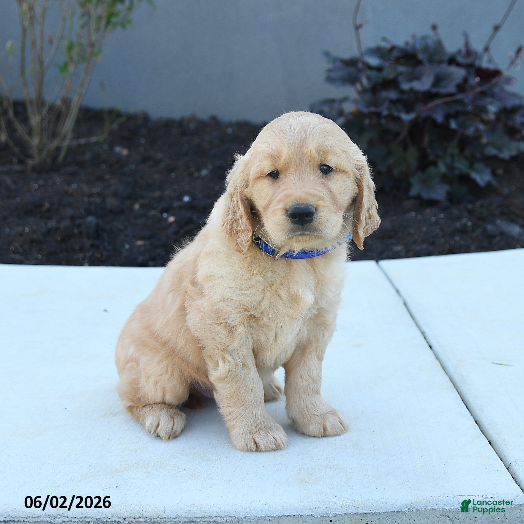 Golden Retriever dogs for sale: Watson - Ad 2