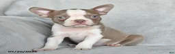 Boston Terrier dogs for sale: Tiffany - Ad 3
