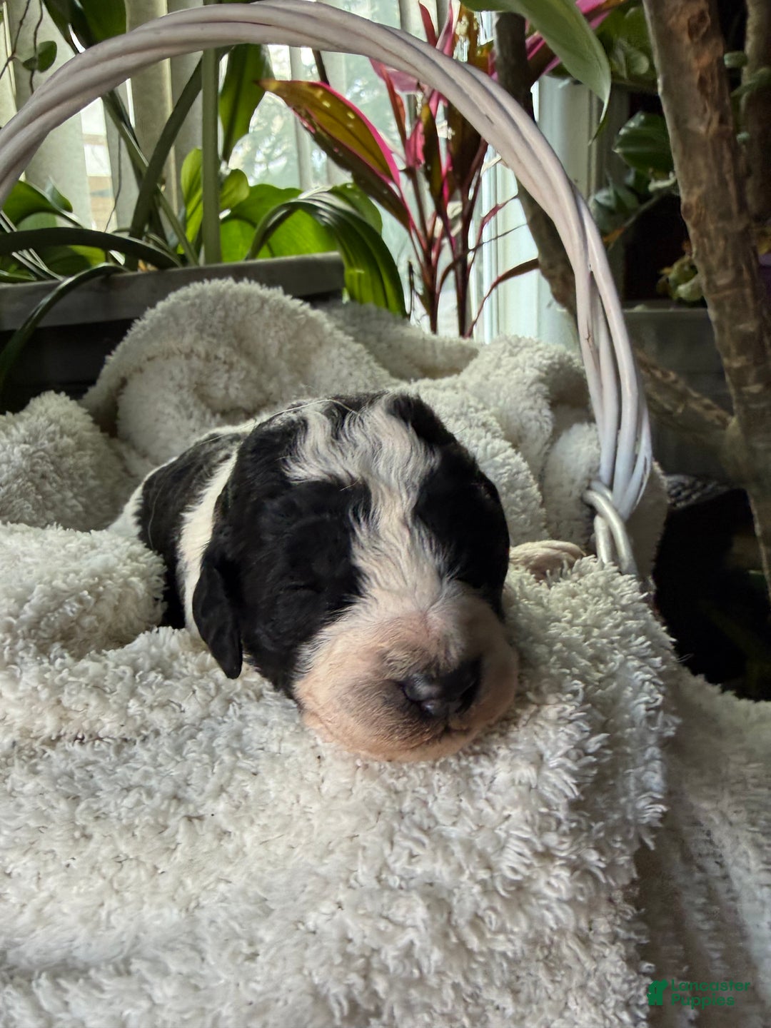 Mixed Breed dogs for sale: Ace - Ad 1